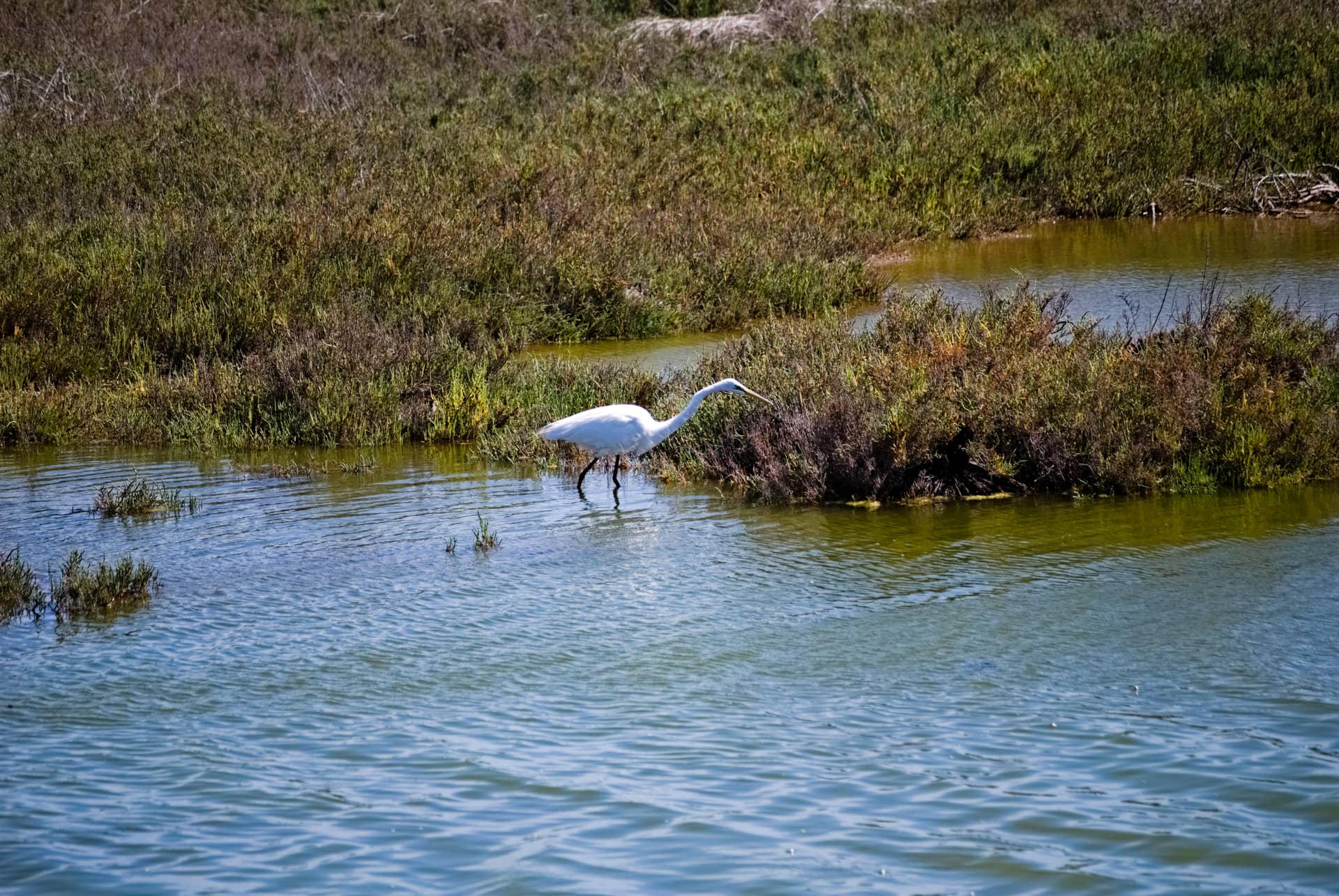 Egret hunting